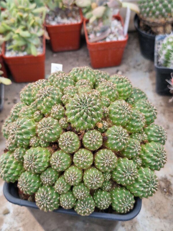 Sulcorebutia polymorpha