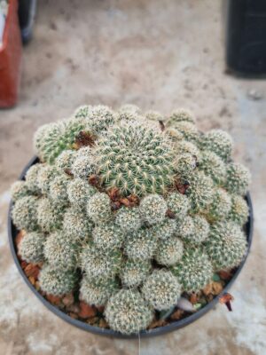 20261009_170835 Sulcorebutia sp