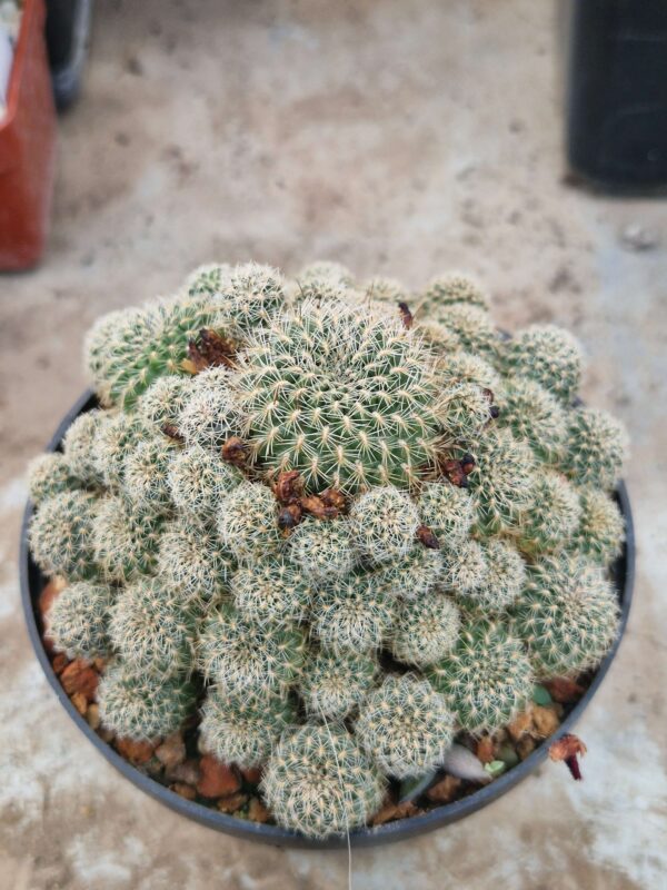 Sulcorebutia sp