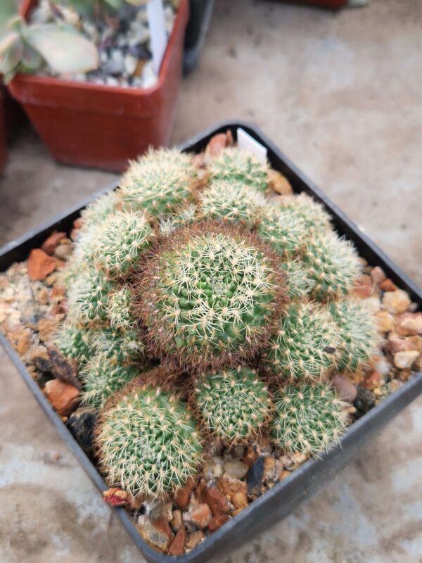 Sulcorebutia albissima?