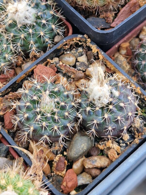 Frailea cocepcionensis