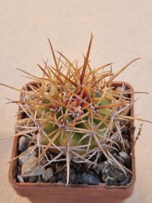 Ferocactus chrysacanthus