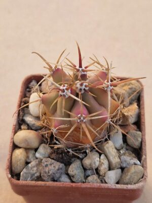 20261009_173357 Ferocactus gracilis