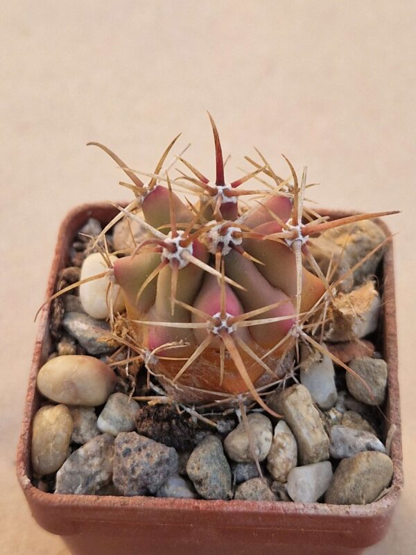 Ferocactus gracilis