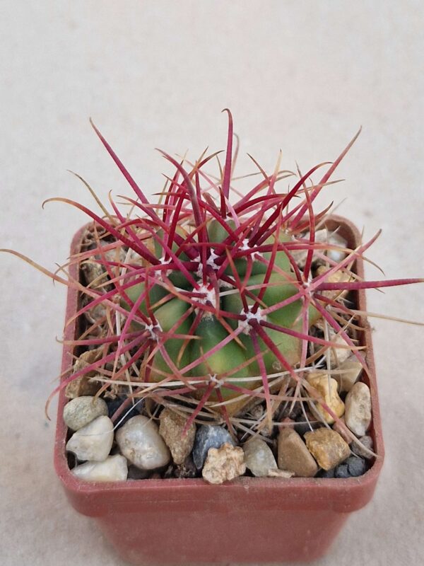 Ferocactus gracilis