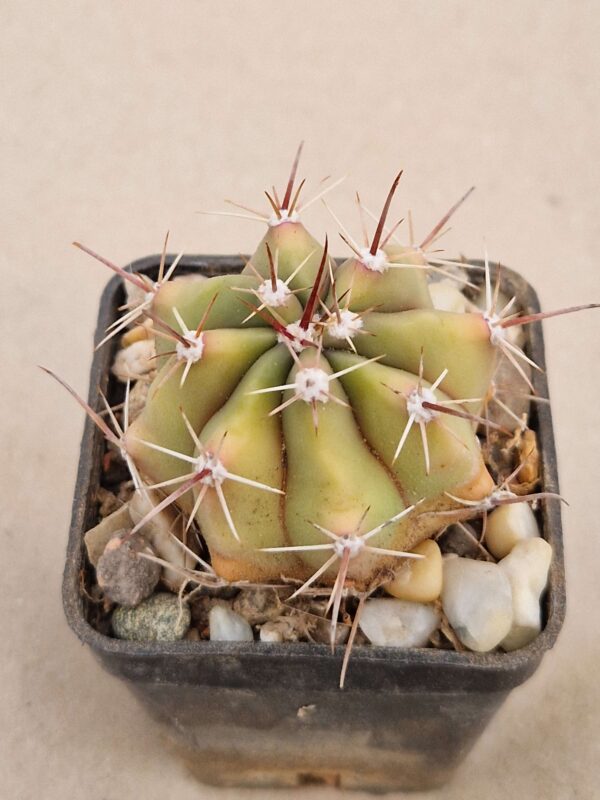 Ferocactus herrerae