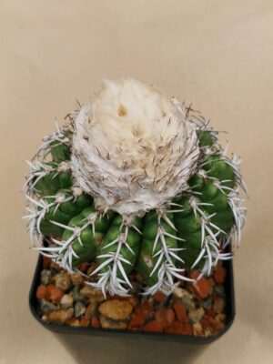 20261010_093558 semena Discocactus horstii hybr.