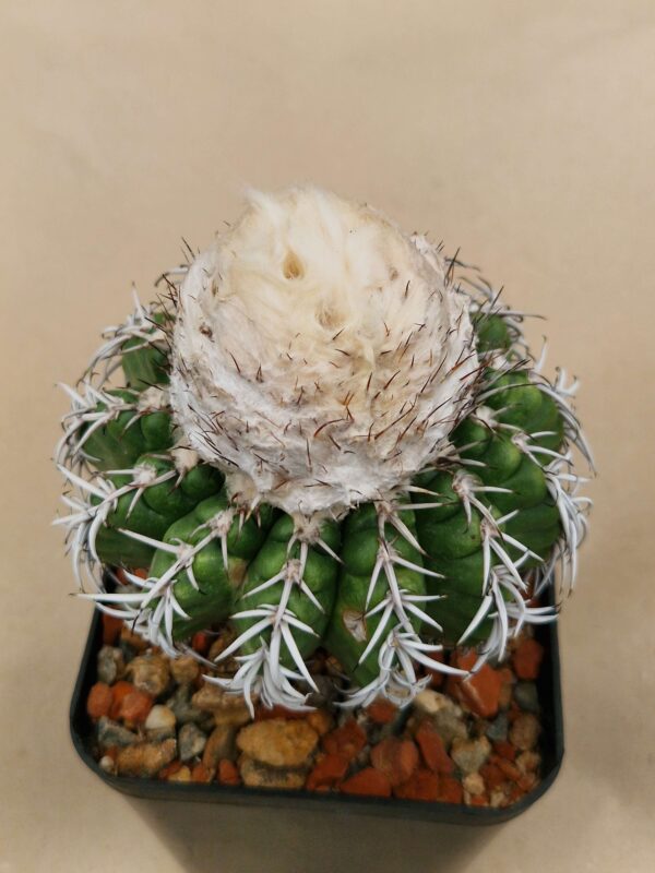 semena Discocactus horstii hybr.