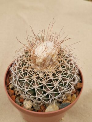20261010_094428 semena Discocactus zehntnerii