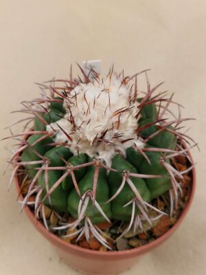 20261010_095342 semena Discocactus spinosior