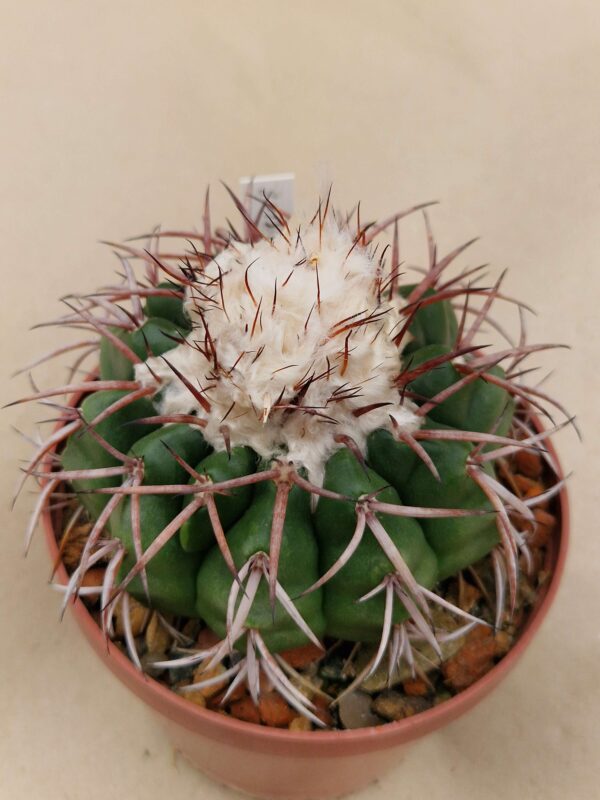 semena Discocactus spinosior