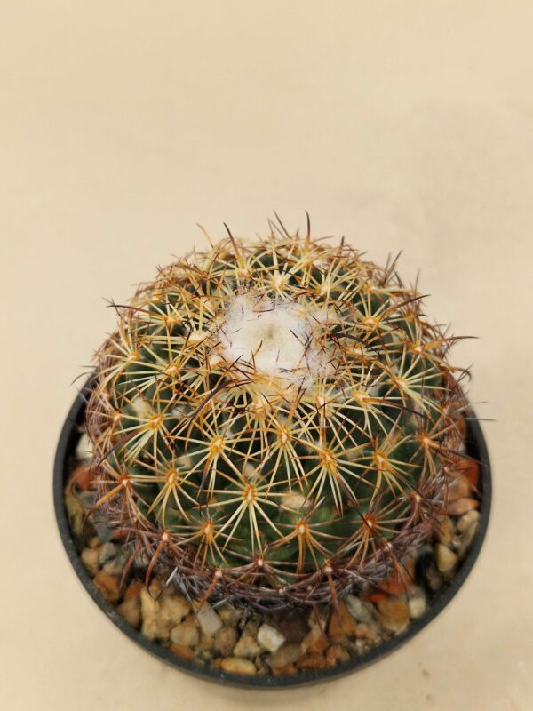 Coryphantha retusa