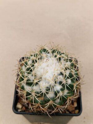 Coryphantha retusa