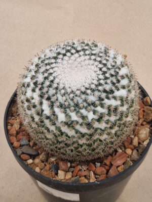 20261010_151416 Mammillaria albata