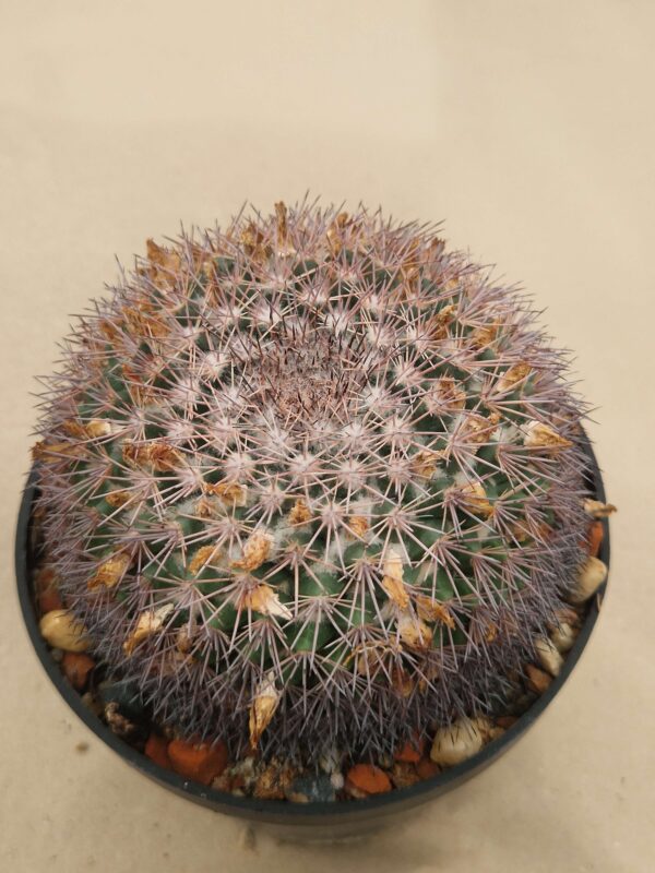 Mammillaria heyderii v meiacantha
