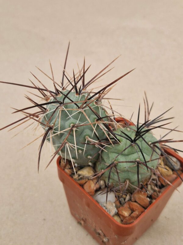 Tephrocactus sp