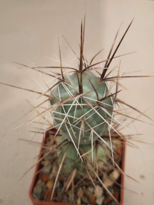 20261010_152648 Tephrocactus sp