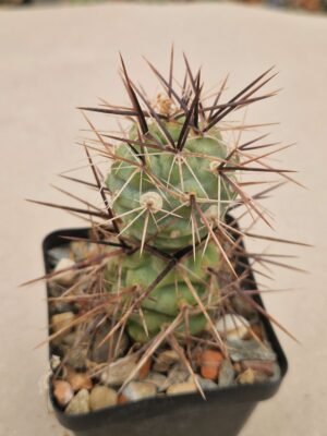20261010_152705 Tephrocactus sp