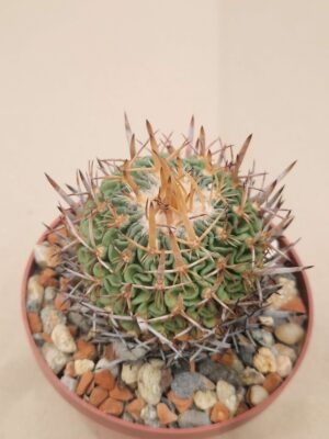20261010_155646 semena Echinofossulocactus heteracanthus