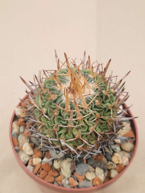 semena Echinofossulocactus heteracanthus