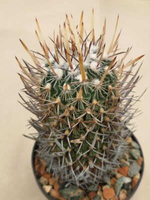 20261010_160734 semena Echinofossulocactus erectocentrus