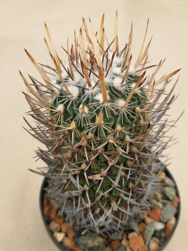 semena Echinofossulocactus erectocentrus