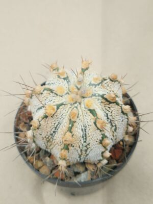 20261010_162002 semena Astrophytum hybrid 1