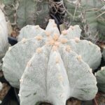 semena Astrophytum hybrid 2