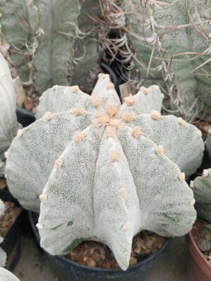 20261010_164003 semena Astrophytum hybrid 2