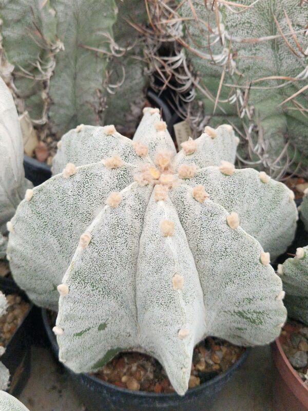 semena Astrophytum hybrid 2