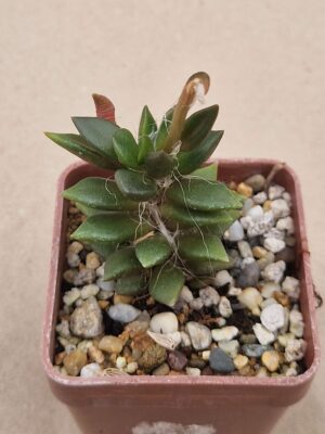 20261011_143308 Anacampseros rufescens