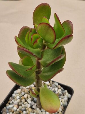 Crassula ovata