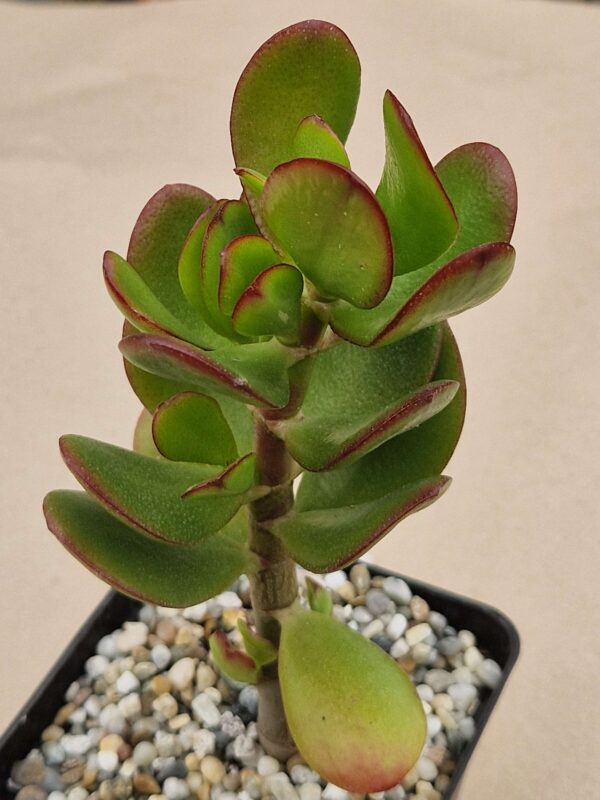 Crassula ovata