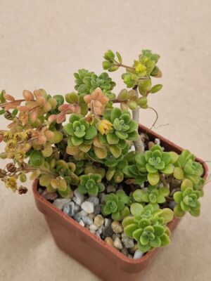 Aichryson tortuosum