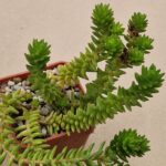 Sedum spiral staicase
