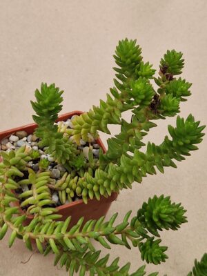 20261011_150244 Sedum spiral staicase