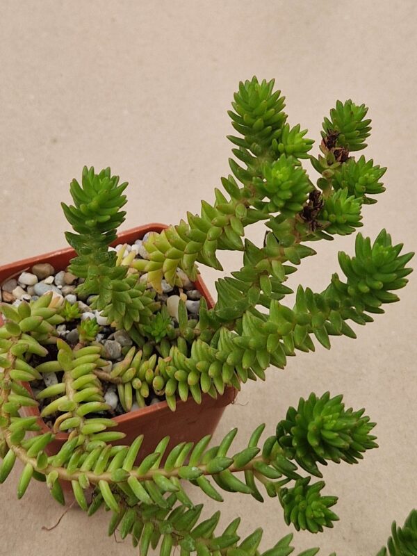 Sedum spiral staicase