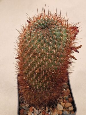 20261017_170416 Sulcorebutia steinbachii
