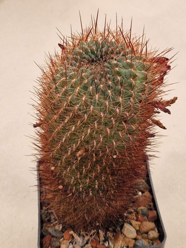 Sulcorebutia steinbachii