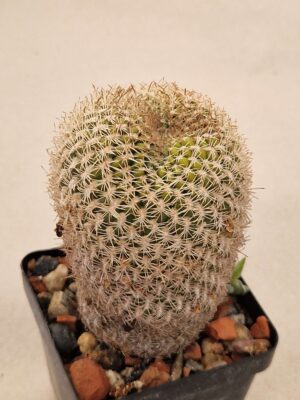 Sulcorebutia sp