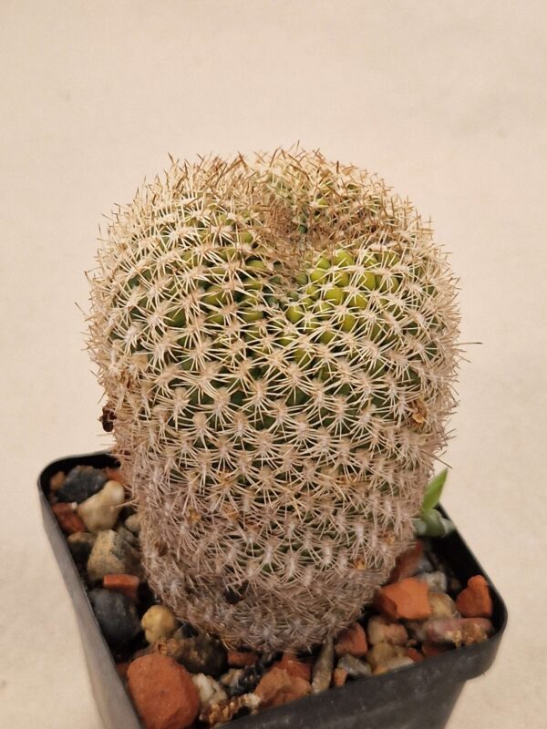 Sulcorebutia sp