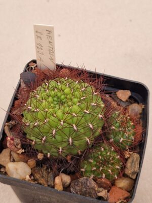Sulcorebutia mentosa