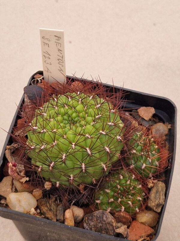 Sulcorebutia mentosa
