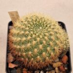 20261017_170607 Sulcorebutia flavisspina