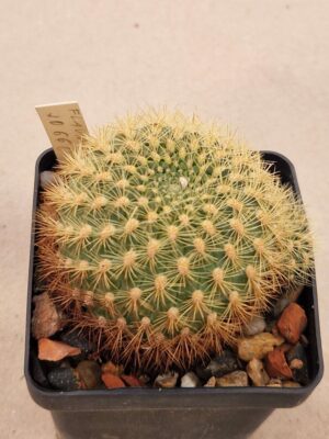 Sulcorebutia flavisspina