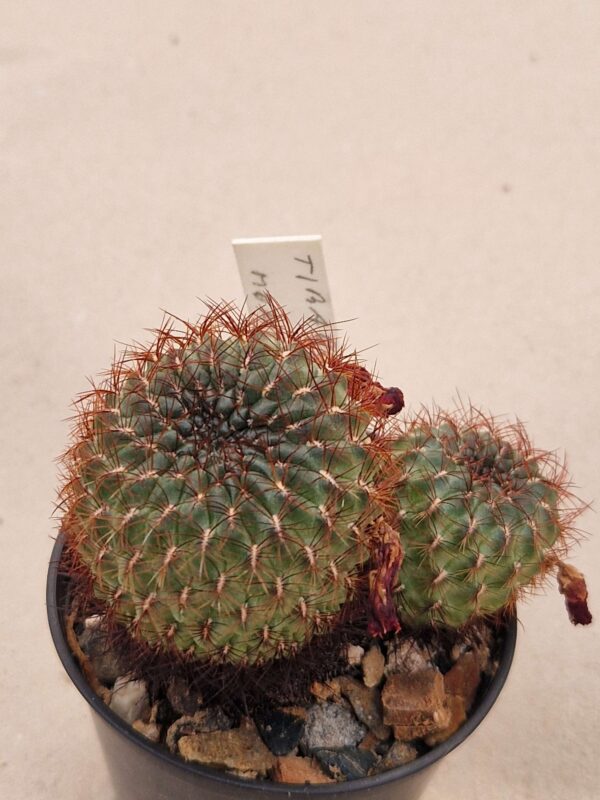 Sulcorebutia tiraquensis