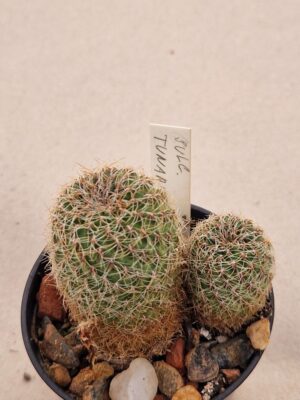 20261017_170702 Sulcorebutia tunariensis ?