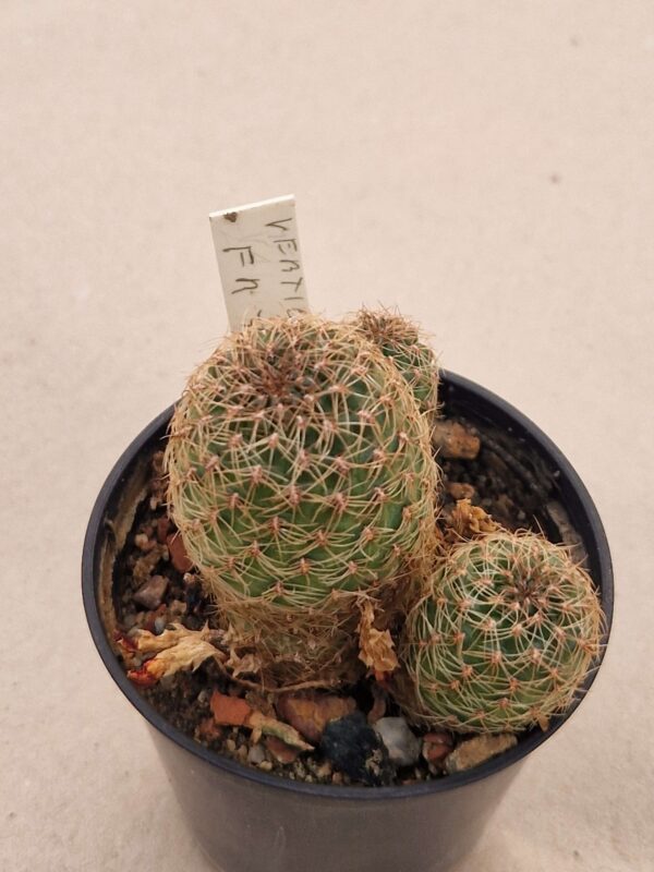Sulcorebutia verticilacantha