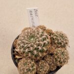 Sulcorebutia breviflora