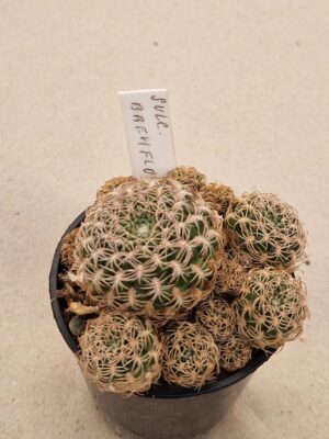 Sulcorebutia breviflora